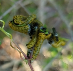 Ceratulus spectabilis