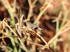 Calliptamus plebeius