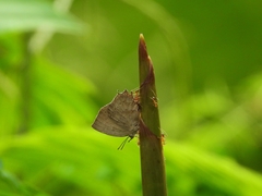 Surendra quercetorum