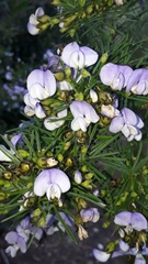 Psoralea arborea