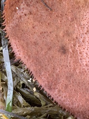 Chondracanthus