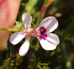 Pelargonium patulum patulum