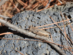 Calliptamus plebeius