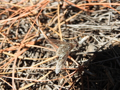 Spogostylum trinotatum