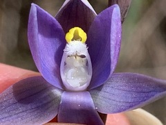 Thelymitra pauciflora