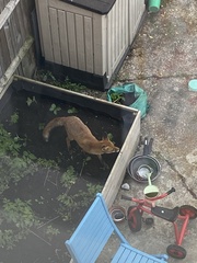 Vulpes vulpes crucigera