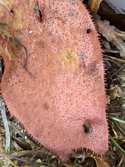 Chondracanthus