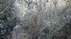 Psoralea arborea