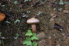 Chroogomphus rutilus