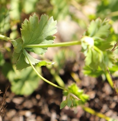 Pelargonium patulum patulum