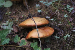 Suillus granulatus
