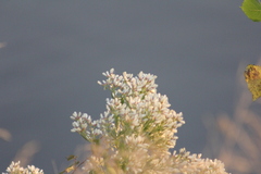 Baccharis neglecta