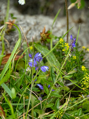 Polygala vulgaris