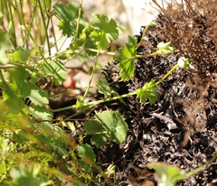 Pelargonium patulum patulum