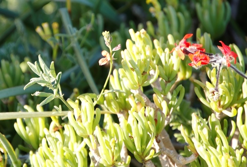 Image of Indigofera claassensii by (c) Tony Rebelo, some rights reserved (CC BY-SA)