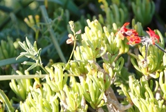 Indigofera claassensii