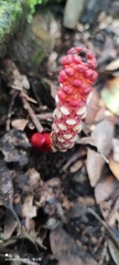 Balanophora laxiflora
