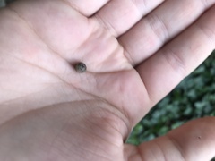 Armadillidium vulgare