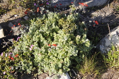 Pelargonium fulgidum