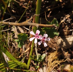 Pelargonium patulum patulum