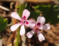 Pelargonium patulum patulum