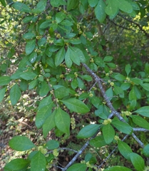 Forestiera