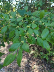 Forestiera