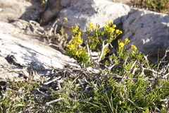 Senecio sarcoides
