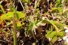 Pelargonium patulum patulum