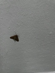 Erannis defoliaria
