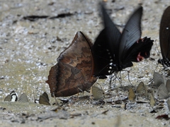 Charaxes bernardus