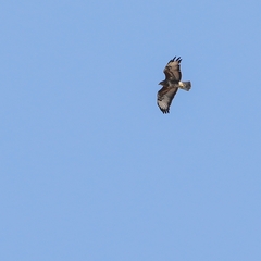 Buteo buteo