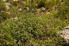 Pelargonium patulum patulum