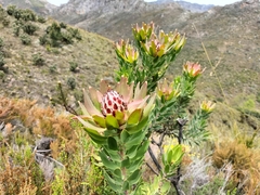 Leucadendron daphnoides