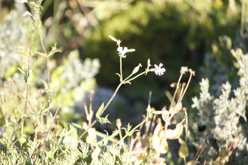 Image of Silene rigens by (c) Tony Rebelo, some rights reserved (CC BY-SA)