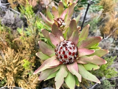 Leucadendron daphnoides