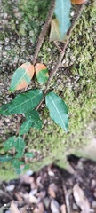 Trachelospermum