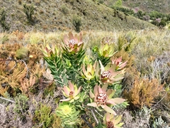 Leucadendron daphnoides