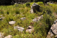 Pelargonium patulum patulum