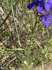 Delphinium ajacis