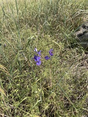 Delphinium ajacis