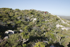 Tylecodon paniculatus