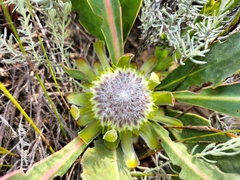 Protea acaulos