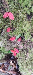 Trachelospermum