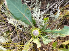 Protea acaulos