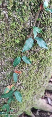 Trachelospermum