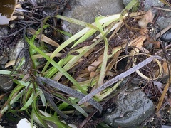 Zosteraceae