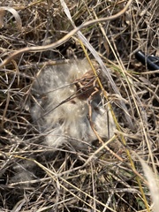 Pentarrhinum insipidum