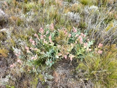 Protea amplexicaulis