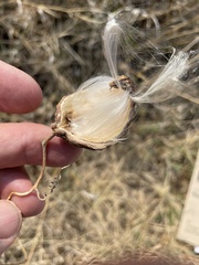 Pentarrhinum insipidum